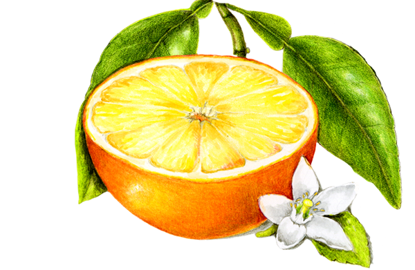 Orange Blossom Honey | Hani Honey Company